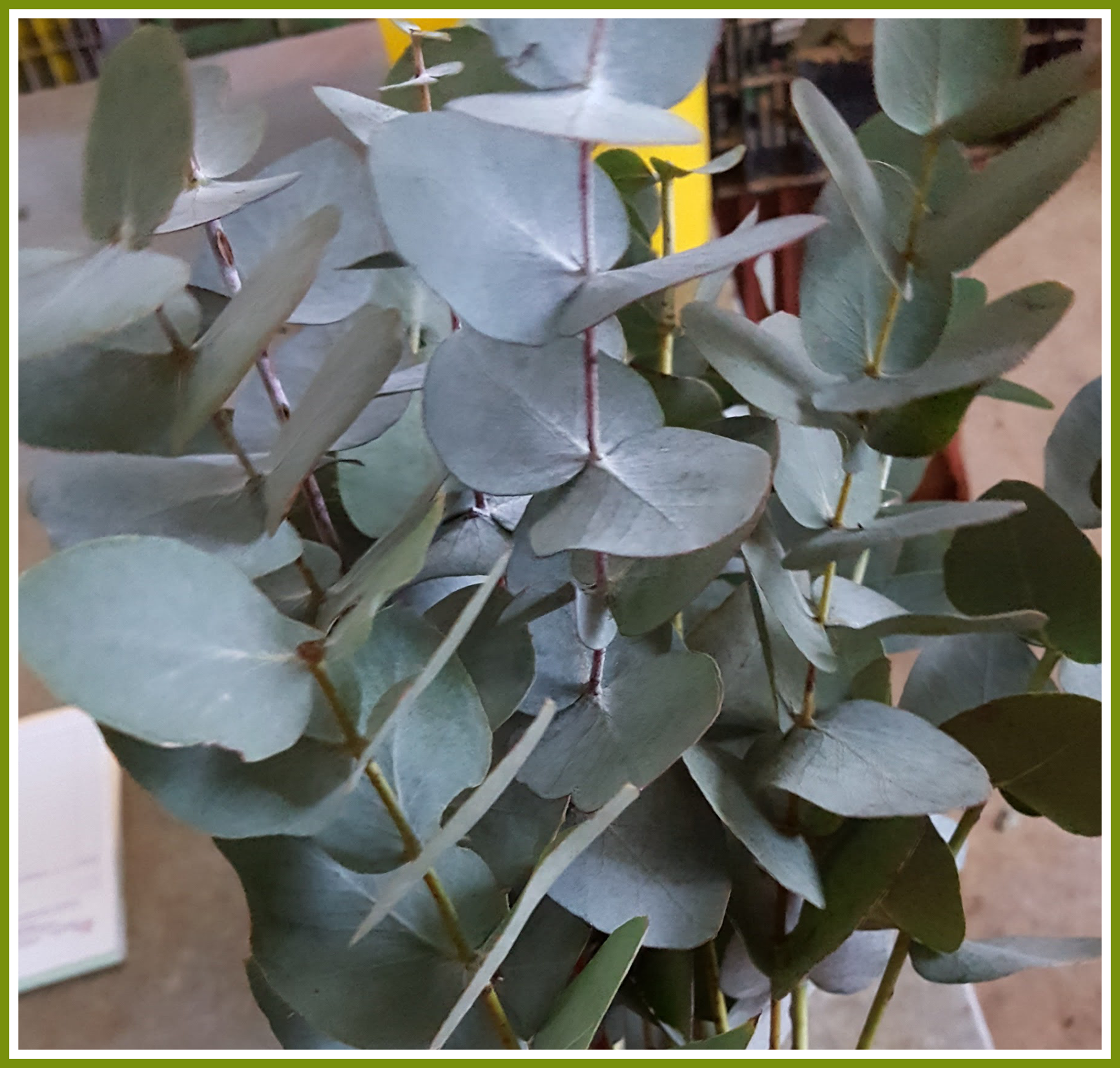 True Blue Eucalyptus